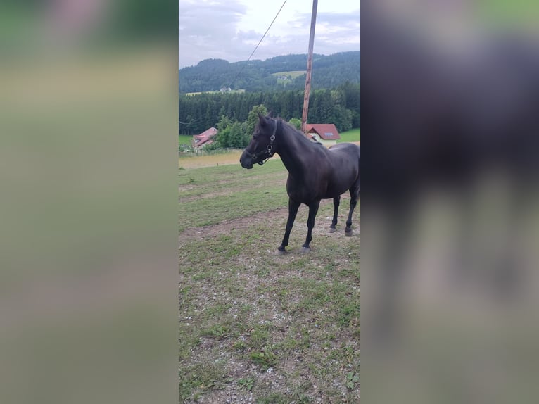 Vollblutaraber Wallach 6 Jahre 150 cm Rappe in Gschwendt