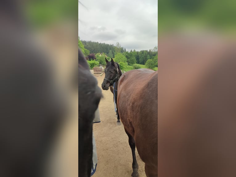 Vollblutaraber Wallach 6 Jahre 150 cm Rappe in Gschwendt