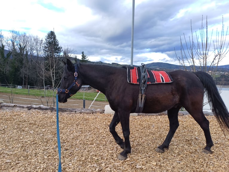 Vollblutaraber Wallach 6 Jahre 150 cm Rappe in Gschwendt