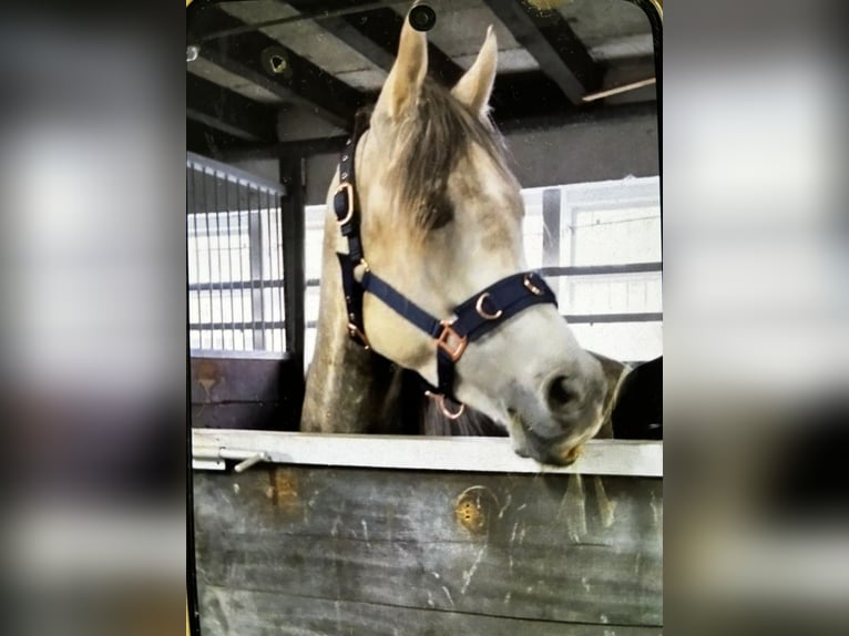 Vollblutaraber Wallach 6 Jahre 150 cm Schimmel in Mettlach