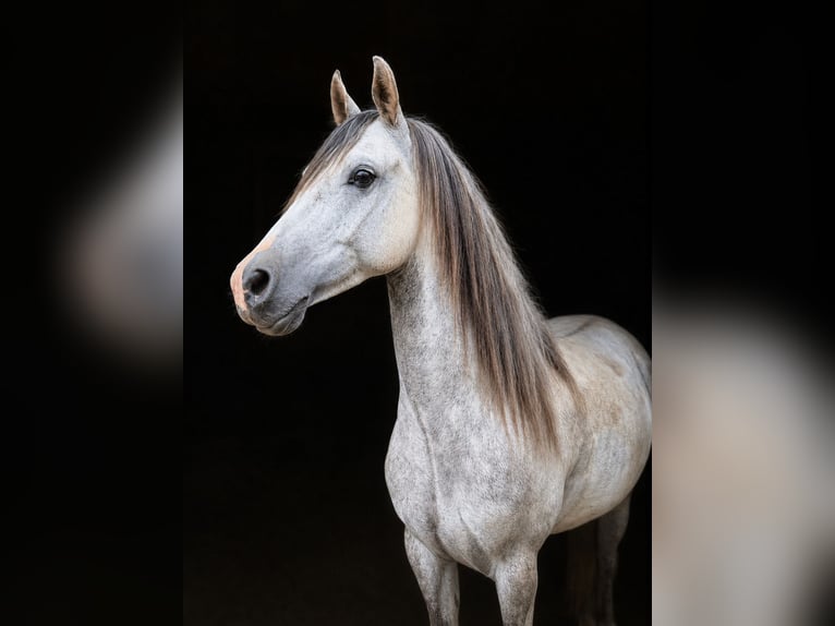 Vollblutaraber Wallach 6 Jahre 151 cm Schimmel in Waldkirchen