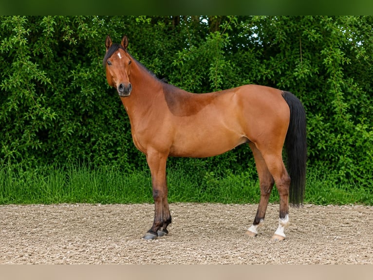 Vollblutaraber Wallach 6 Jahre 155 cm Brauner in Wapse