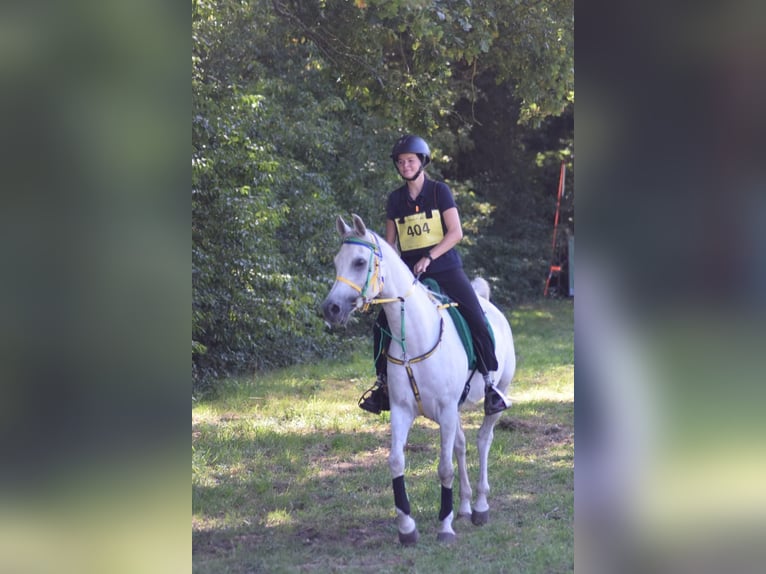 Vollblutaraber Wallach 6 Jahre 155 cm Schimmel in Zutendaal Vollblutaraber Wallach 6 Jahre 155 cm Schimmel in Zutendaal