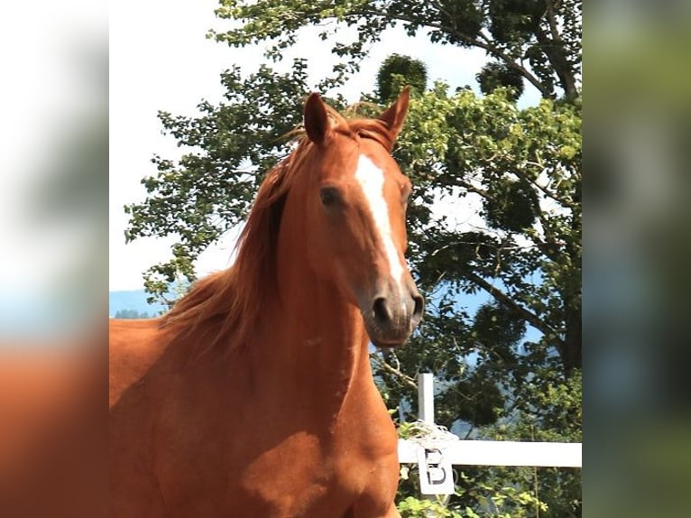 Vollblutaraber Wallach 6 Jahre 156 cm Fuchs in M&#xF6;rsdorf