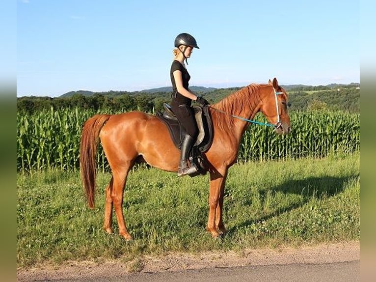 Vollblutaraber Wallach 6 Jahre 156 cm Fuchs in M&#xF6;rsdorf