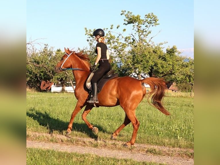 Vollblutaraber Wallach 6 Jahre 156 cm Fuchs in Freiamt