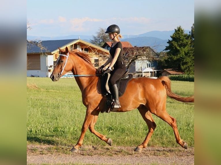 Vollblutaraber Wallach 6 Jahre 156 cm Fuchs in Freiamt