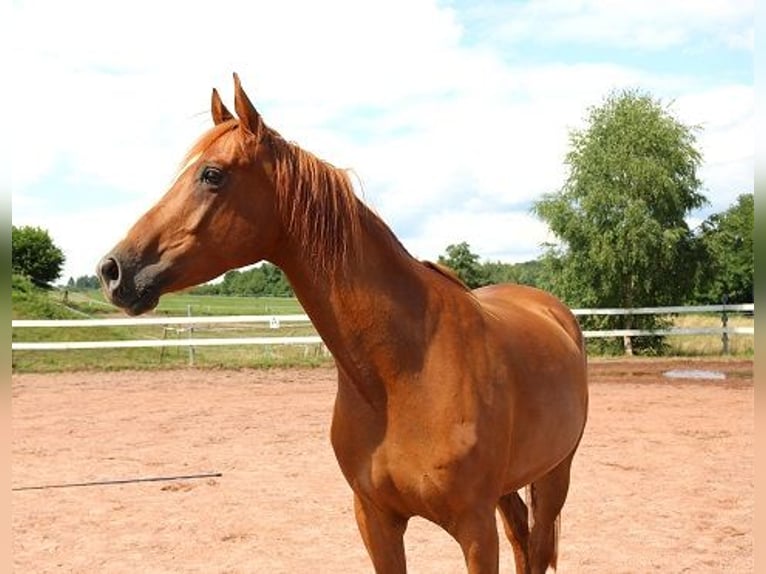 Vollblutaraber Wallach 6 Jahre 156 cm Fuchs in Freiamt
