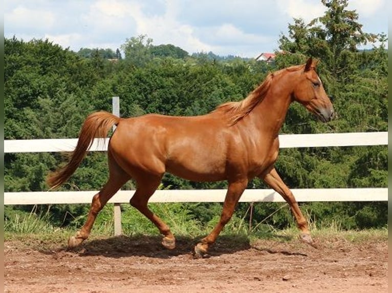 Vollblutaraber Wallach 6 Jahre 156 cm Fuchs in Freiamt