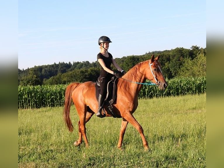 Vollblutaraber Wallach 6 Jahre 156 cm Fuchs in Freiamt