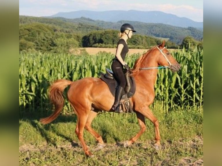 Vollblutaraber Wallach 6 Jahre 156 cm Fuchs in Freiamt