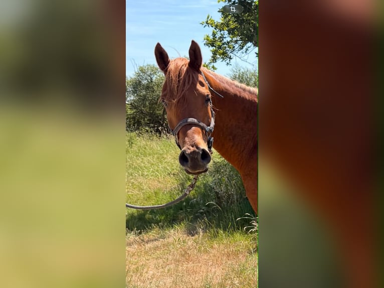 Vollblutaraber Wallach 6 Jahre 156 cm Rotfuchs in Cugand