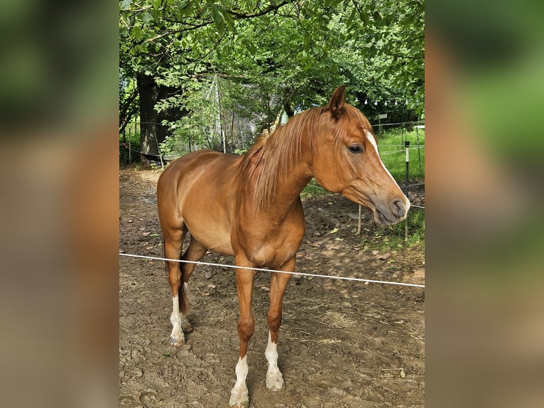 Vollblutaraber Wallach 6 Jahre 157 cm Fuchs in Heitersheim