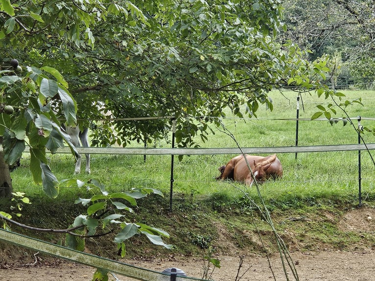 Vollblutaraber Wallach 6 Jahre 157 cm Fuchs in Heitersheim