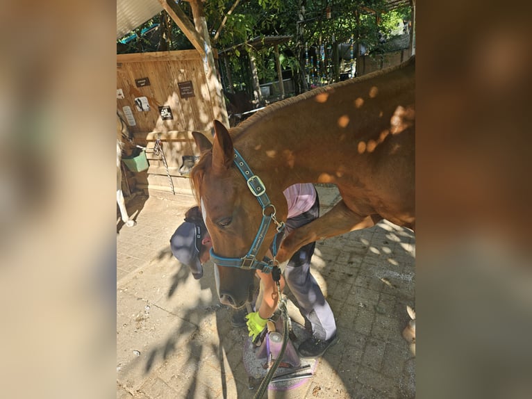 Vollblutaraber Wallach 6 Jahre 157 cm Fuchs in Heitersheim