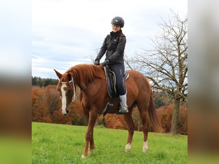 Vollblutaraber Wallach 6 Jahre 157 cm Rabicano in Freiamt