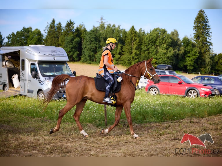 Vollblutaraber Wallach 6 Jahre 157 cm Rotfuchs in Pyskocely