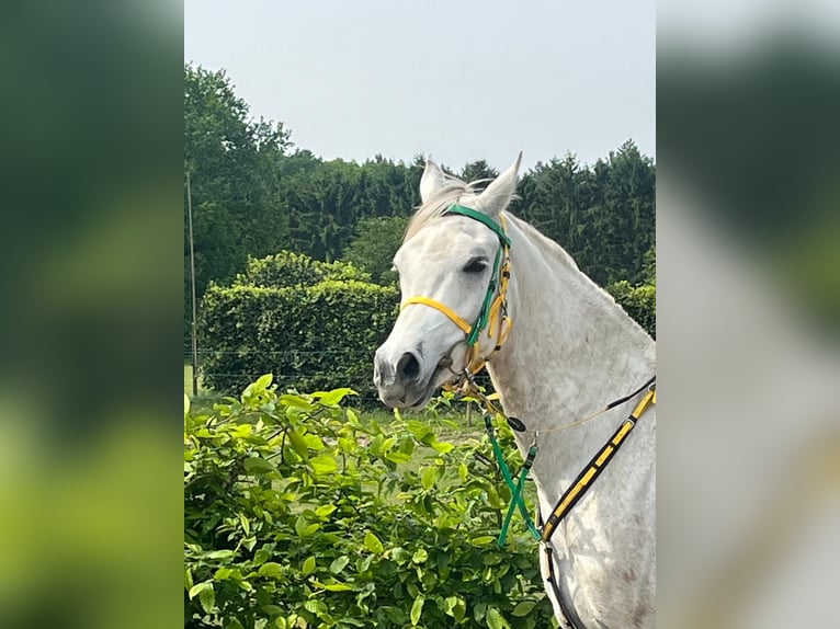 Vollblutaraber Wallach 6 Jahre 157 cm Schimmel in Zutendaal