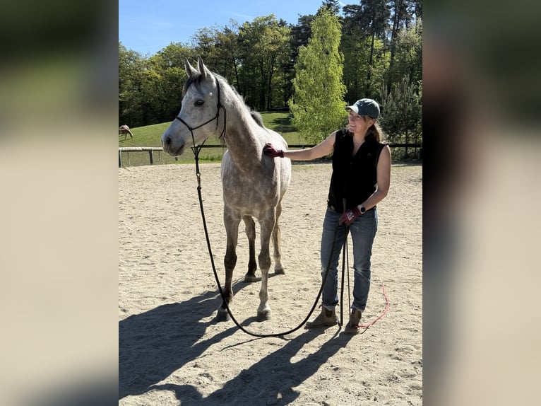 Vollblutaraber Wallach 6 Jahre 158 cm Apfelschimmel in Schardenberg