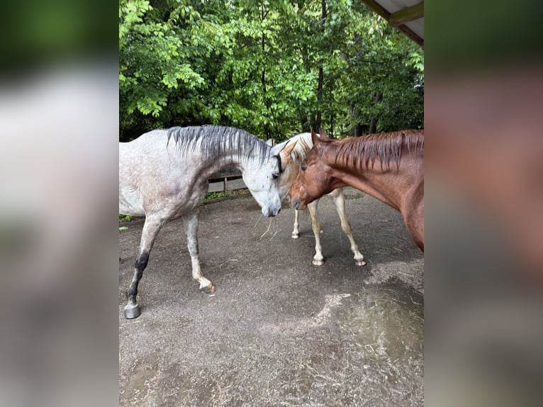 Vollblutaraber Wallach 6 Jahre 158 cm Apfelschimmel in Schardenberg