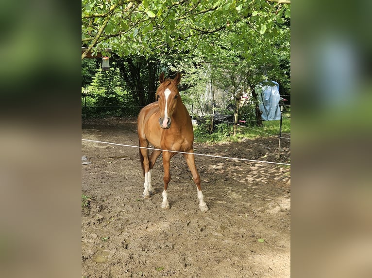 Vollblutaraber Wallach 6 Jahre 158 cm Fuchs in Heitersheim
