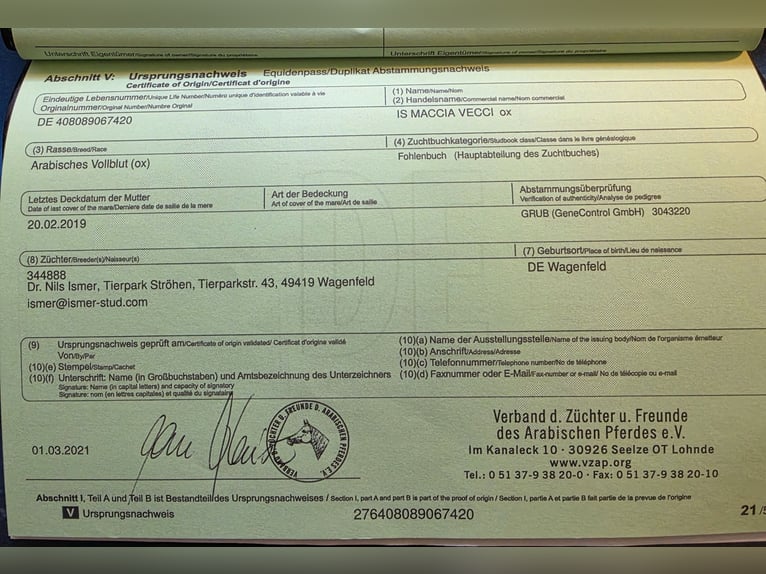 Vollblutaraber Wallach 6 Jahre 162 cm Dunkelbrauner in Zalaapàti