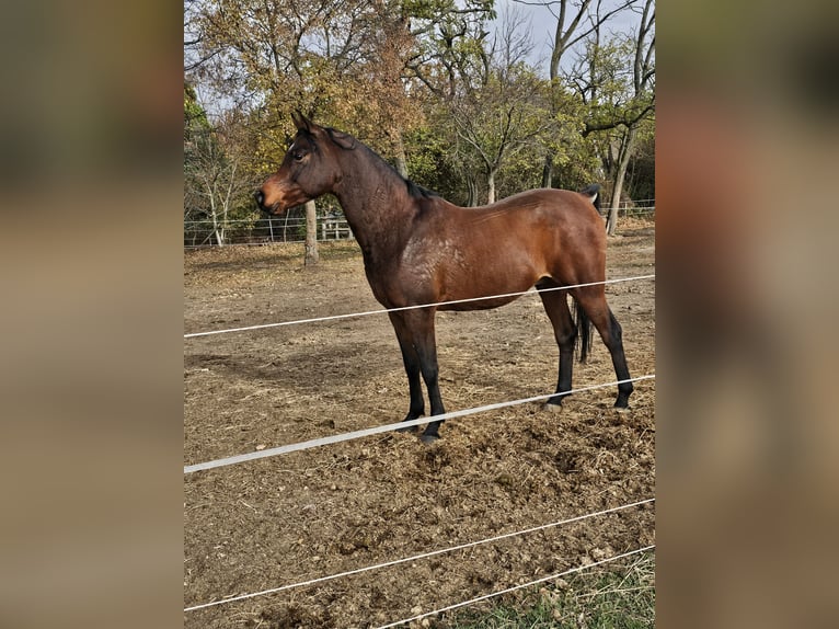 Vollblutaraber Wallach 6 Jahre 162 cm Dunkelbrauner in Zalaapàti