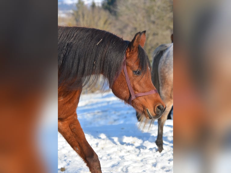 Vollblutaraber Wallach 6 Jahre 163 cm Brauner in Hartkirchen