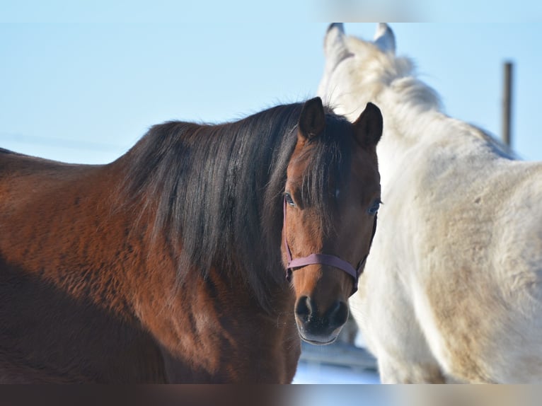 Vollblutaraber Wallach 6 Jahre 163 cm Brauner in Hartkirchen