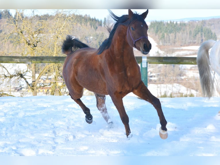 Vollblutaraber Wallach 6 Jahre 163 cm Brauner in Hartkirchen