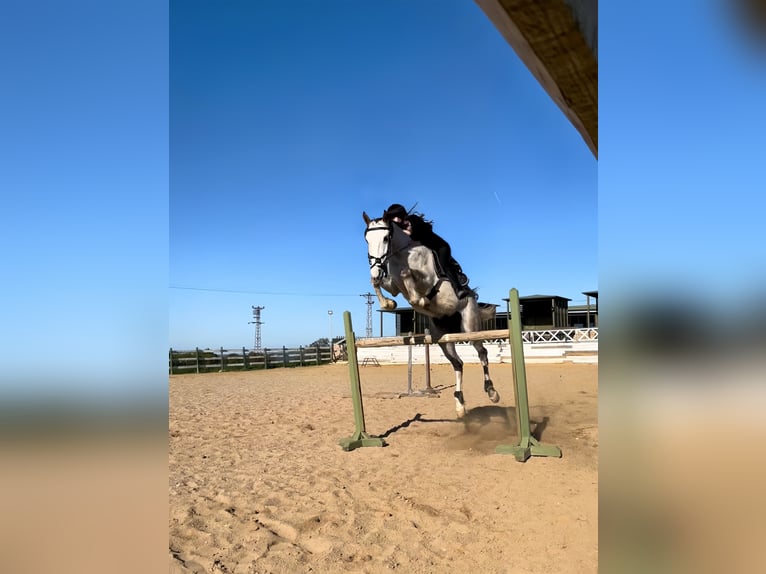 Vollblutaraber Wallach 6 Jahre 165 cm Apfelschimmel in tekirda&#x11F; &#xE7;orlu