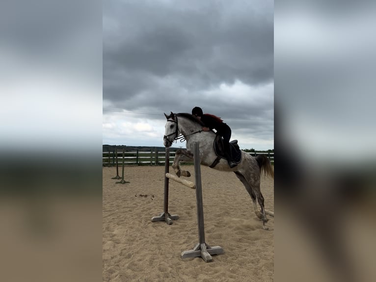 Vollblutaraber Wallach 6 Jahre 165 cm Apfelschimmel in tekirda&#x11F; &#xE7;orlu