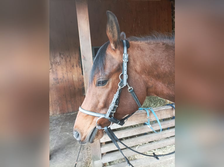Vollblutaraber Wallach 6 Jahre Brauner in Hamburg