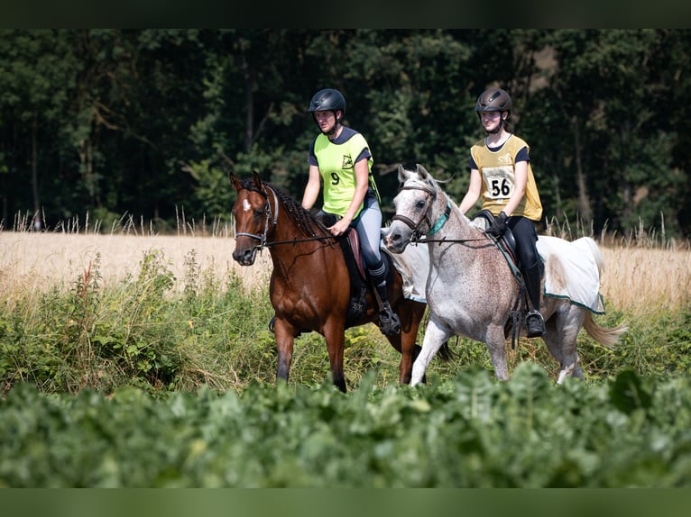 Vollblutaraber Wallach 6 Jahre Brauner in Hamburg