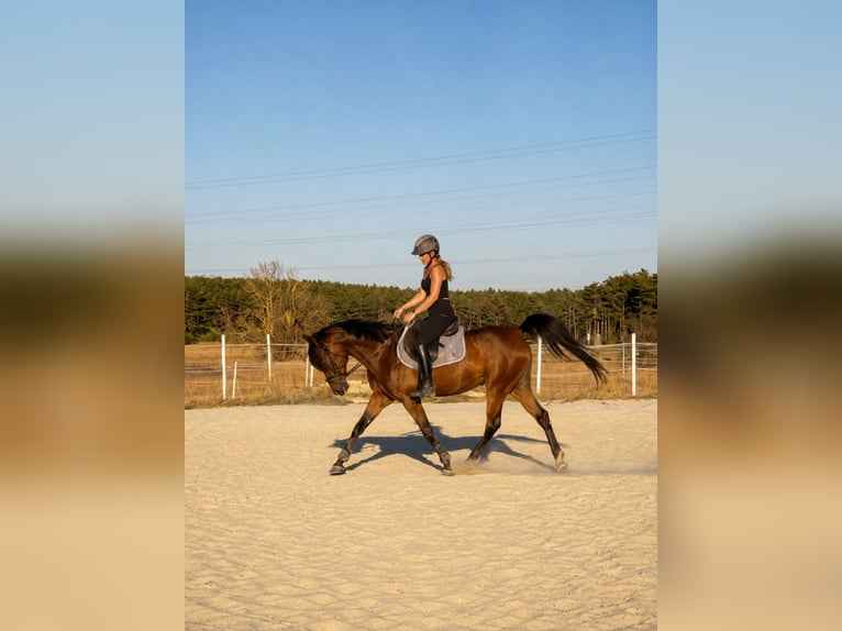 Vollblutaraber Wallach 7 Jahre 150 cm Brauner in Neusiedl am Steinfeld