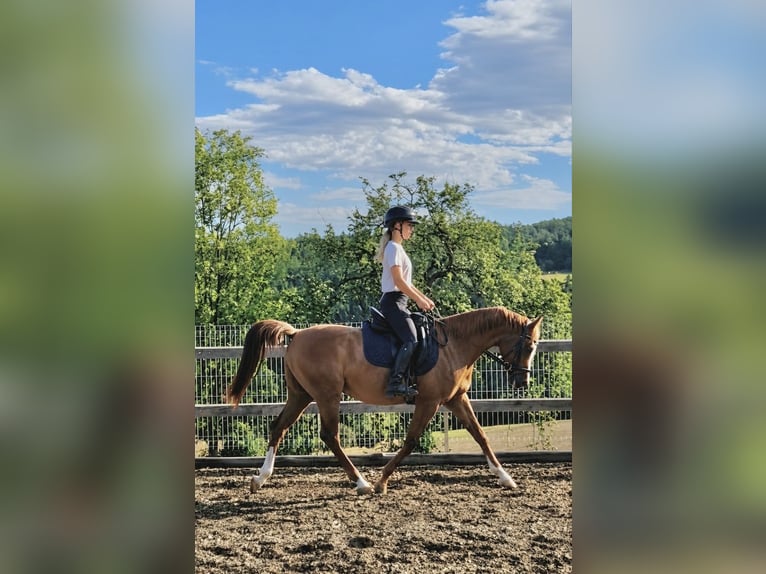 Vollblutaraber Wallach 7 Jahre 150 cm Fuchs in Hafning