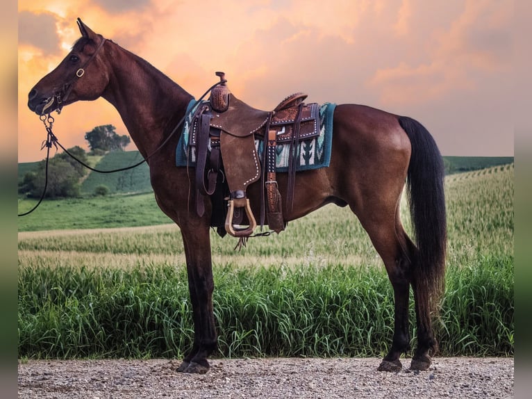 Vollblutaraber Wallach 7 Jahre 150 cm Rotbrauner in Battle Creek