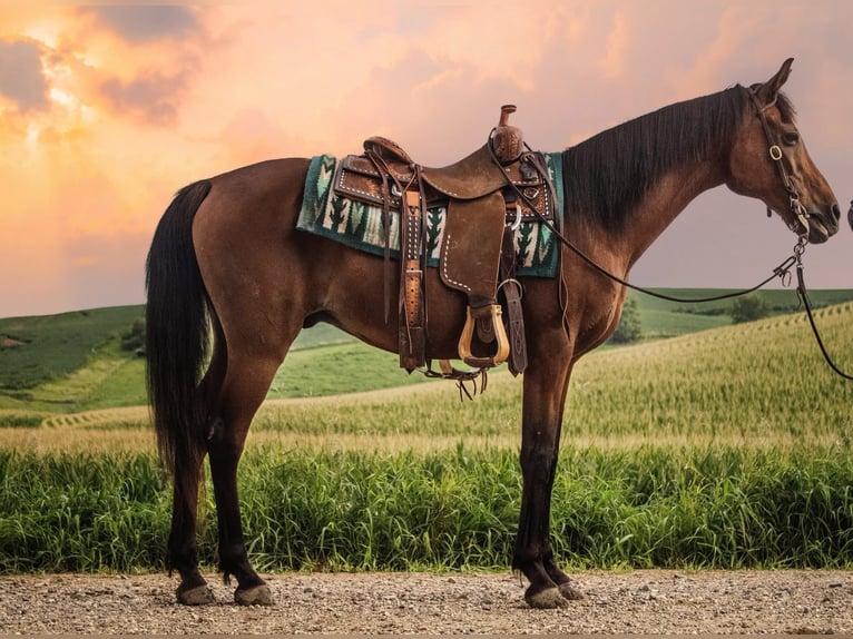 Vollblutaraber Wallach 7 Jahre 150 cm Rotbrauner in Battle Creek