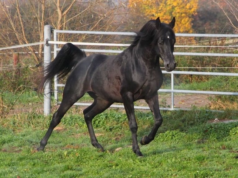 Vollblutaraber Wallach 7 Jahre 152 cm Rappe in Ocala