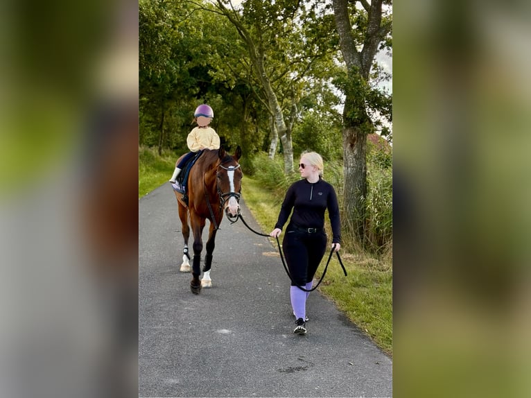 Vollblutaraber Wallach 7 Jahre 154 cm Brauner in Wangerland