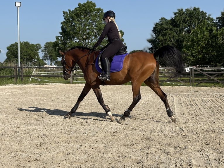 Vollblutaraber Wallach 7 Jahre 154 cm Brauner in Wangerland