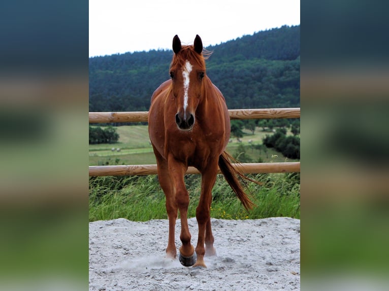 Vollblutaraber Wallach 7 Jahre 156 cm Fuchs in Mörsdorf