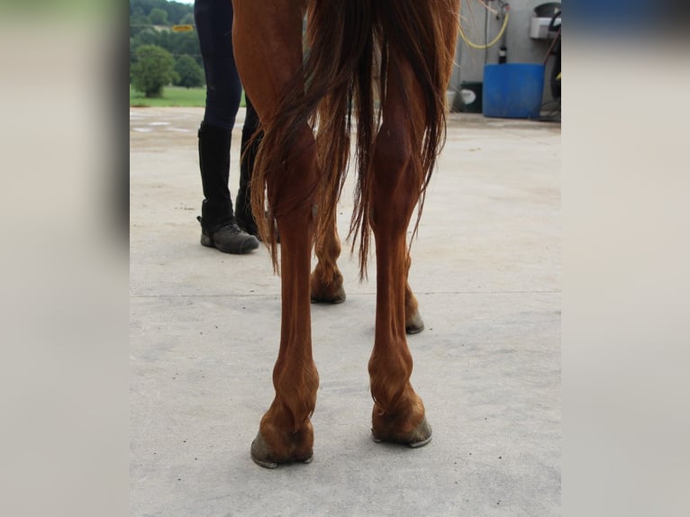 Vollblutaraber Wallach 7 Jahre 156 cm Fuchs in Mörsdorf