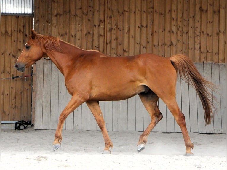 Vollblutaraber Wallach 7 Jahre 156 cm Fuchs in Mörsdorf