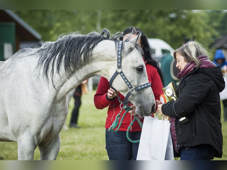 Vollblutaraber Wallach 7 Jahre 157 cm Schimmel in Szydłów