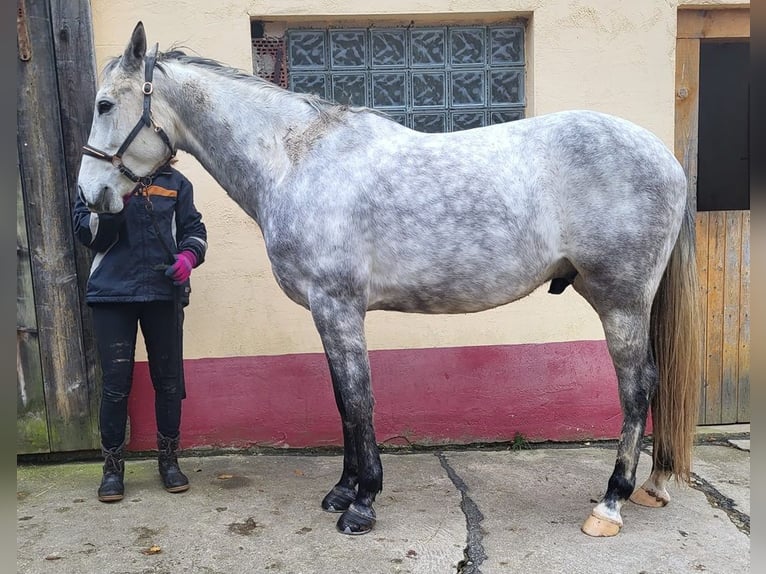 Vollblutaraber Wallach 7 Jahre 158 cm Apfelschimmel in Müllheim