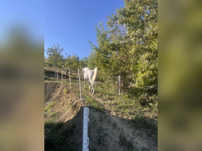 Vollblutaraber Wallach 7 Jahre 158 cm Schimmel in Ocina de Sus