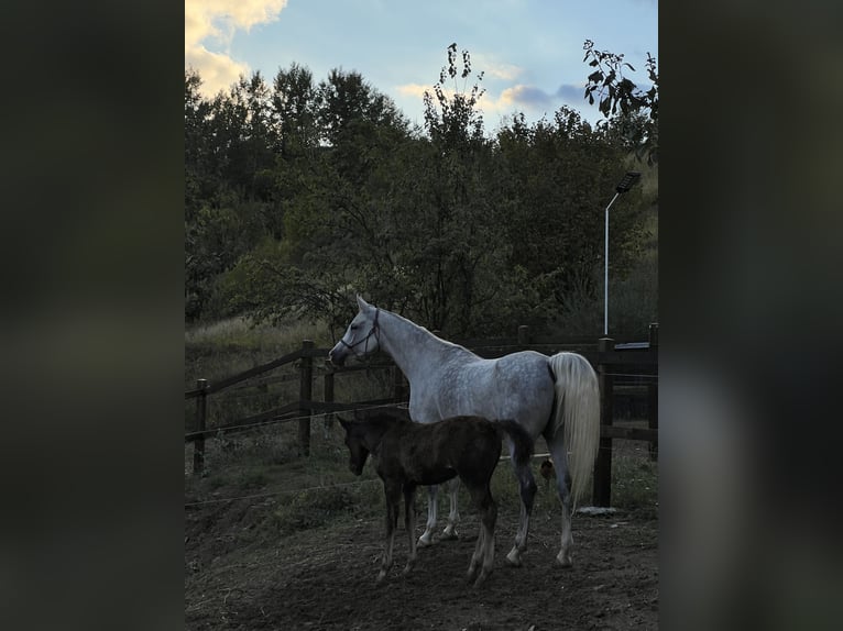 Vollblutaraber Wallach 7 Jahre 158 cm Schimmel in Ocina de Sus