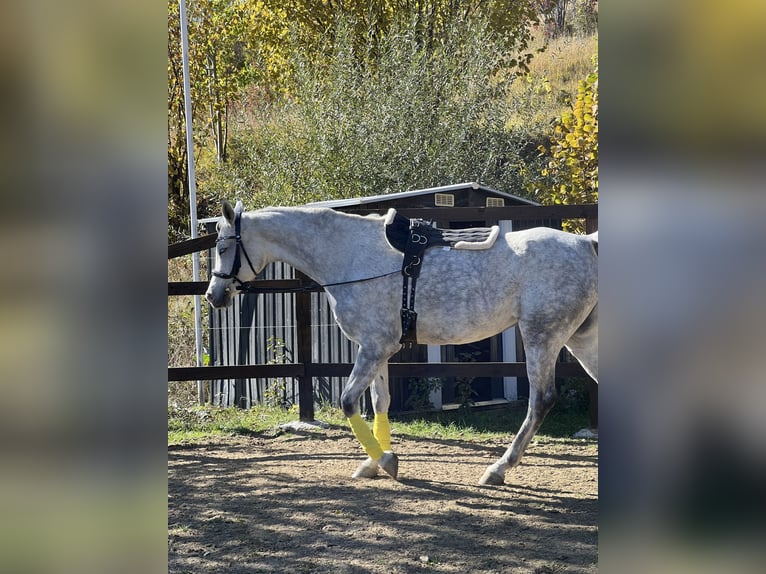 Vollblutaraber Wallach 7 Jahre 158 cm Schimmel in Ocina de Sus