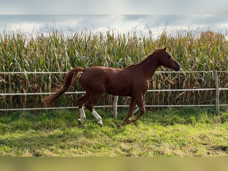 Vollblutaraber Wallach 7 Jahre 160 cm Fuchs in Reinach AG